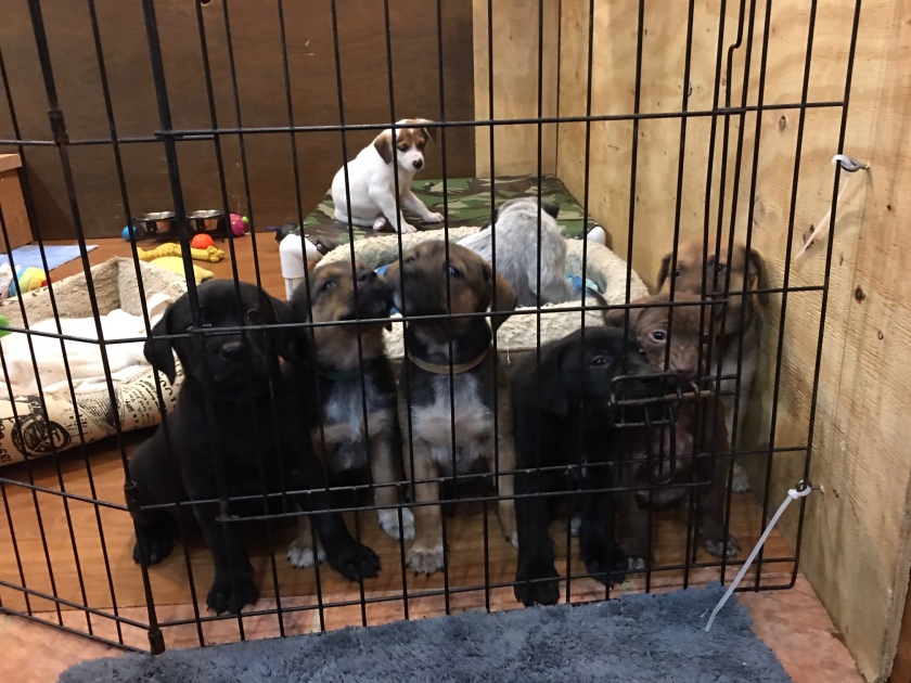 rescue puppies in pen