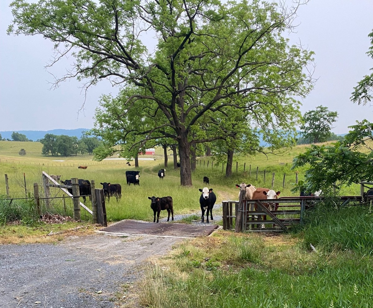 The Cows Are&nbsp;Crying